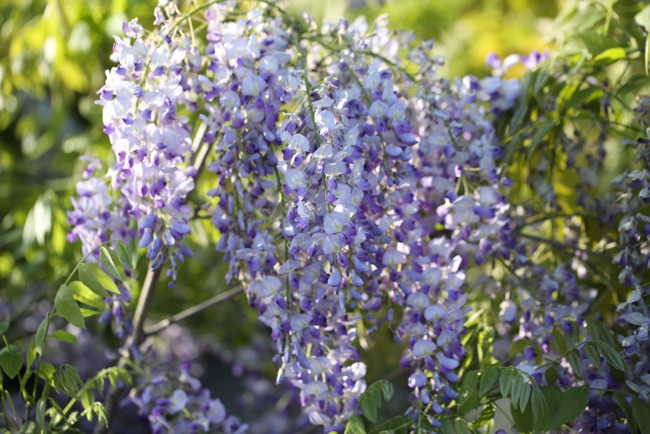 26、盆栽的多花紫藤‘紫斑’.jpg
