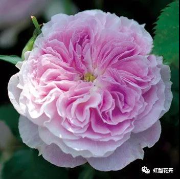 微信图片_20200501132359.jpg